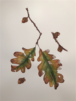 Fall Leaves Watercolor Workshop with Liz Fusco | Saturday 11/13 | Fall 2021