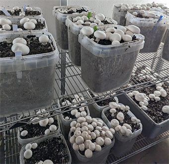 Mushroom Cultivation and Research