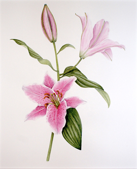 Botanical Watercolor - Stargazer Lily | One-Day Workshop with Liz Fusco | March | Spring
