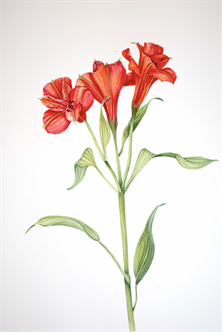 Botanical Watercolor - Alstroemeria | One-Day Workshop with Liz Fusco | March | Spring