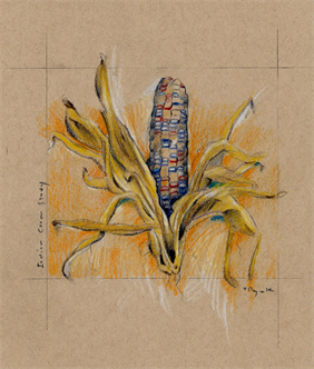 Drawing Indian Corn In Colored Pencil